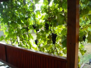 Weinreben auf der Terrasse vom Ferienhaus
