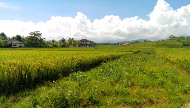 Baugrundst�ck auf Bali Jembrana