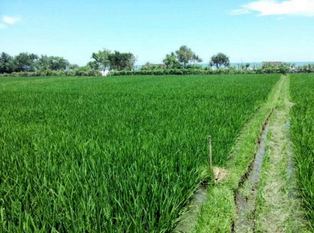 Baugrundst�ck Jembrana