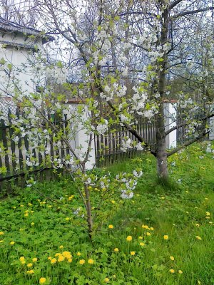 Grundstck hinter dem Haus