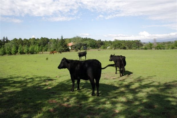 Estancia mit Einfamilienhaus Provinz Cordoba Argentinien