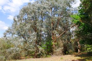 Grundst�ck Garten vom Einfamilienhaus