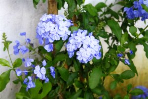 Flora am Einfamilienhaus