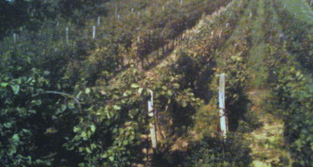Grundstück Ackerland Weinbauland Slowakei Grundstück Ackerland Weinbauland Slowakei
