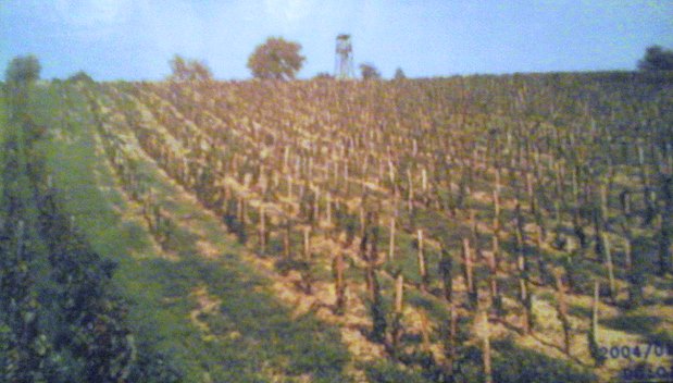 Grundstck fr Weinbau Ackerland Slowakei