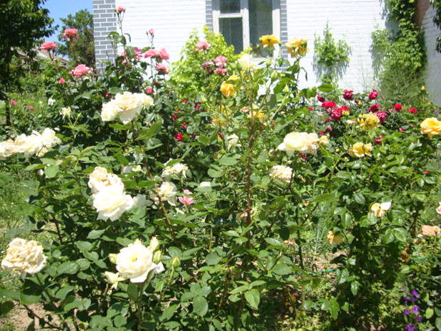 Wohnhaus mit Garten in Medvedevo der Insel Krim