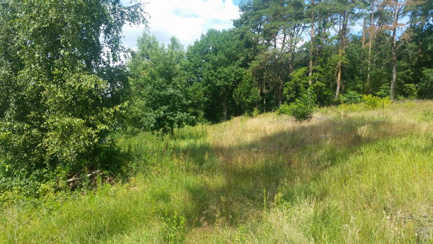 Wiesengrundstück für Ferienhäuser des Seegrundstückes Wiesengrundstück für Ferienhäuser des Seegrundstückes