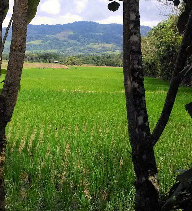 Agrarland Grundst�ck vom Ferienhaus in Moyobamba Peru