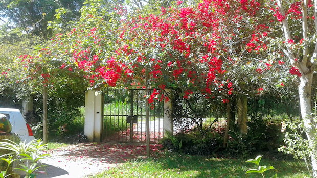 Tor zum Grundst�ck des Ferienhauses in Moyobamba