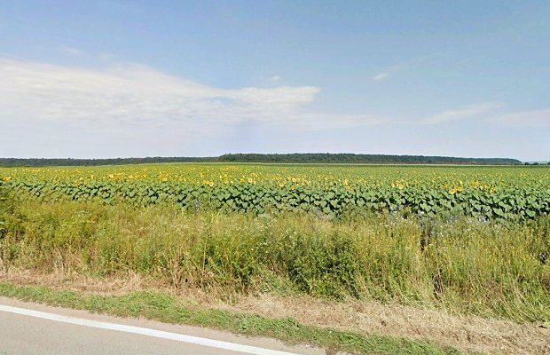 Farmland Acker bei Topolovatu Mare Kreis Timis Rumnien