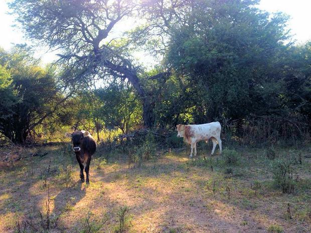 kleine Ranch in Rivadavia Salta zum Kaufen