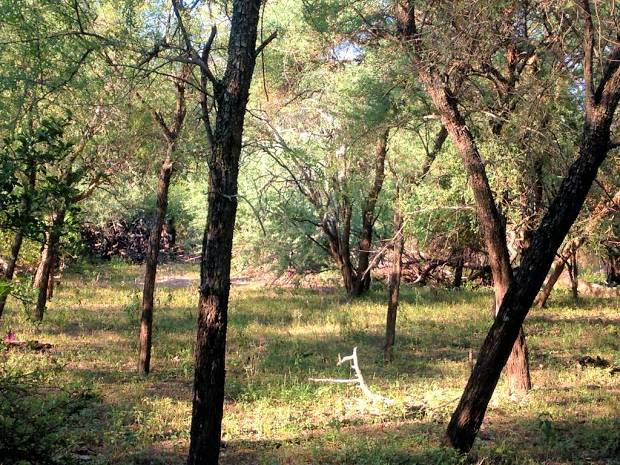 nativer Baumbestand auf dem Land der Ranch