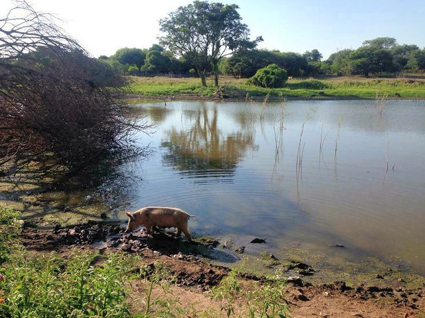 Rivadavia Salta Land kaufen in Argentinien Immobilienmakler Verkäufer