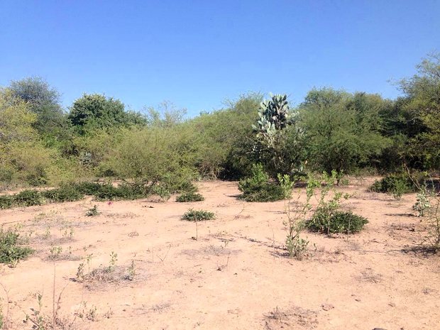 Land bei Rivadavia in Argentinien zum Kaufen