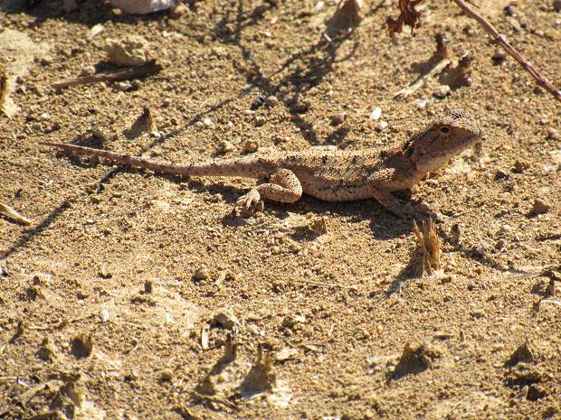 Bewohner vom Grundst�ck bei Kabwe Sambia