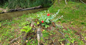 Fauna auf dem Grundstck der Ausbauhuser