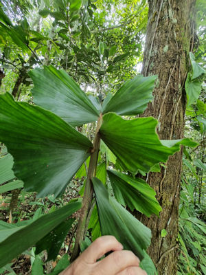 tropische Pflanzen im Regenwald von Ecuador
