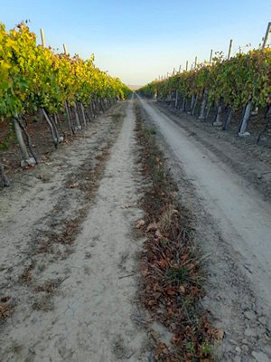 Weingut bei Constanta in Rumnien