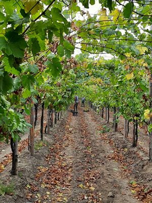 Weingrten mit Pergola Systerm in Rumnien