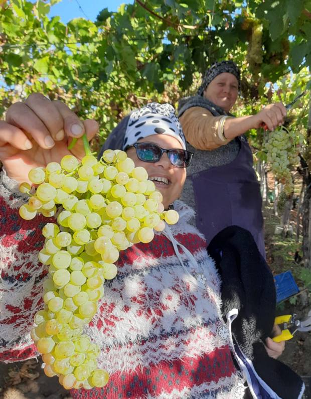 Tafelreben vom Weingut bei Constanta Rumnien