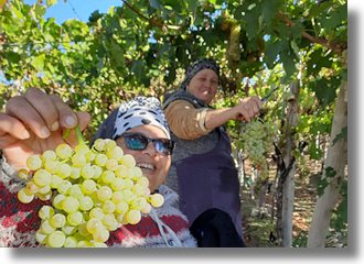 Weingut bei Contanta Rumänien Weingut bei Contanta Rumänien