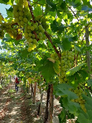 Weinreben vom Weingut