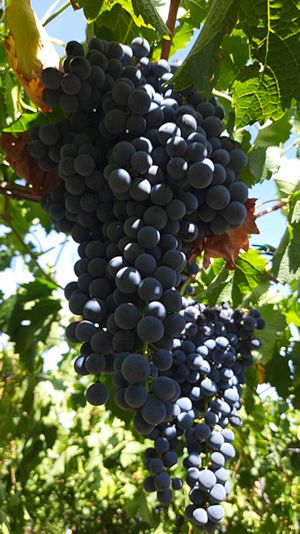 Weingut in Rumnien mit Edelweinreben