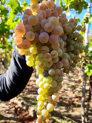 Weinernte bei Constanta in Rumnien