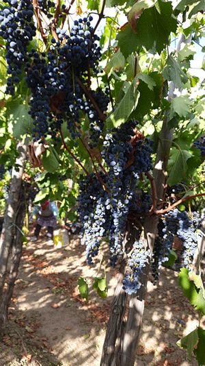 Weinbau bei Constanta in Rumnien