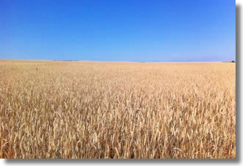 Agrarland mit Agrarbetrieben in der Ukraine zum Kaufen Agrarland mit Agrarbetrieben in der Ukraine zum Kaufen