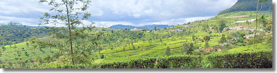 Plantagen Teeplantagen in der Zentralprovinz Sri Lanka kaufen vom Immobilienmakler