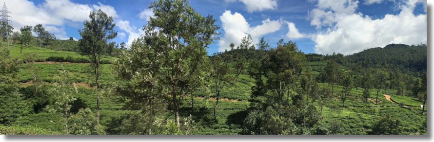 Plantage Teeplantage in Sri Lanka kaufen vom Immobilienmakler