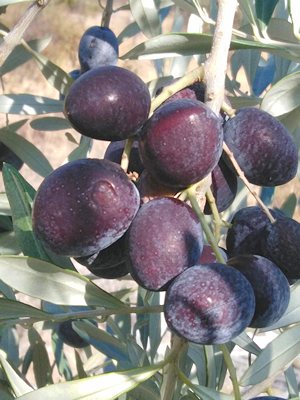 Oliven aus Palea Epidavros