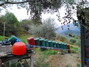 Olivenhain bei Lygourio Peloponnes
