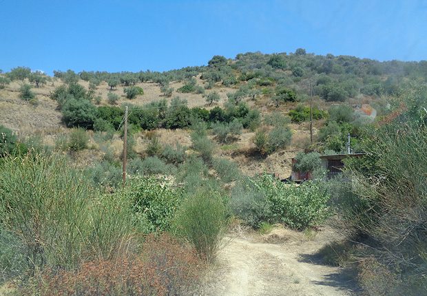 Olivenhain im Bezirk Argolida Griechenland