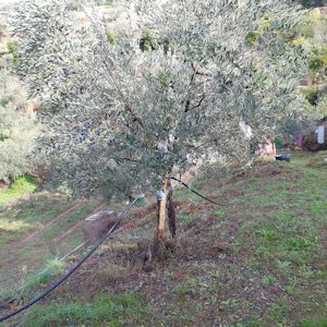 Olivenbaum der Olivenfarm in Argolida Griechenland