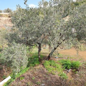 bewsserter Olivenbaum im Olivenhain
