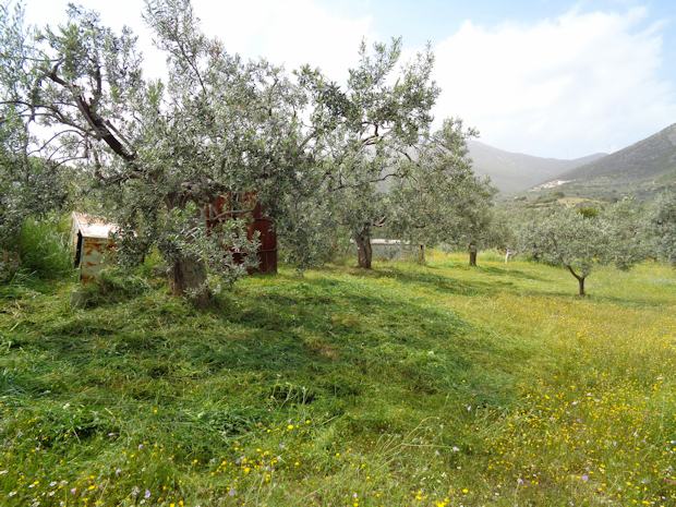 Olivenbume vom Olivenhain bei Lygourio Argolida Griechenland