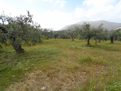 Olivenfarm bei Lygourio Peloponnes