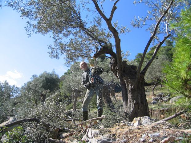 Pflege der Olivenbume auf dem Grundstck