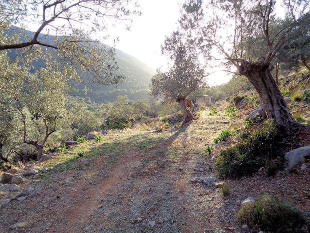 Weg zum Baugrundstck bei Palea Epidavros Griechenland