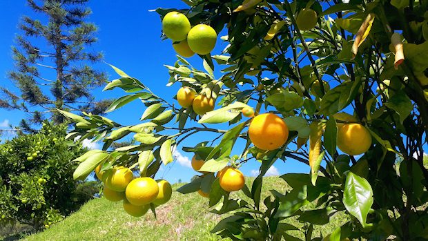 Obstb�ume auf dem Grundst�ck des Hotels