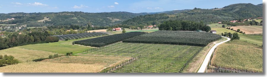 Baubeerplantagen in Serbien