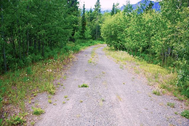 Weg zum Baugrundst�ck am Atlin Lake Kanada