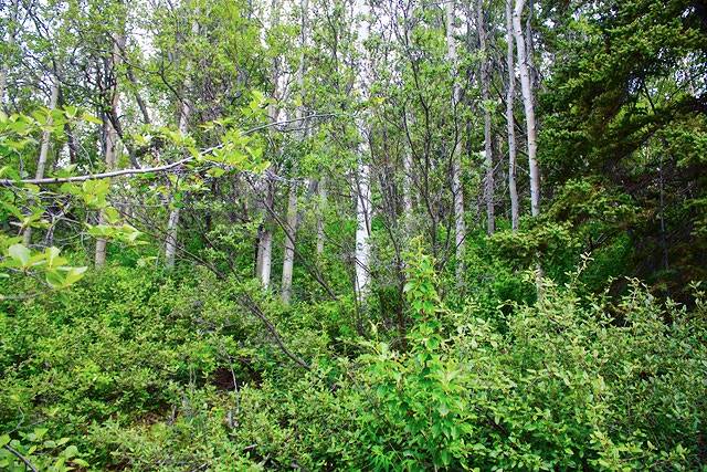 Baugrundst�ck bewaldet