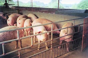 Schweinefarm Luzon Philippinen