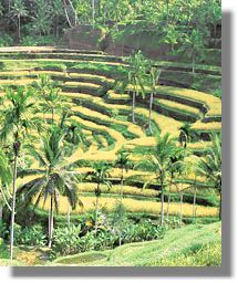 Grundst�ck bei Sukawati Bali zum Kaufen