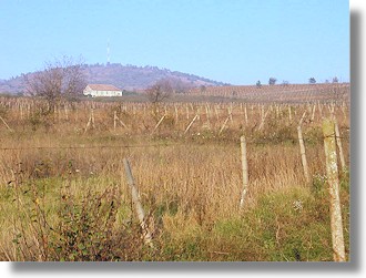 Weinanbau Weingut bei Arad in Rumnien
